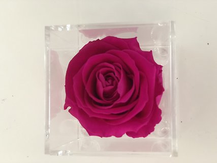 SINGLE FOREVER ROSE BOX \'\' Last 1-3 years\"