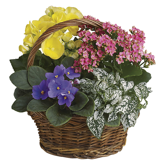 Spring Has Sprung Mixed Basket