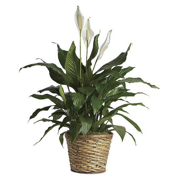 Peace Lily, Simply Elegant Spathiphyllum - Medium