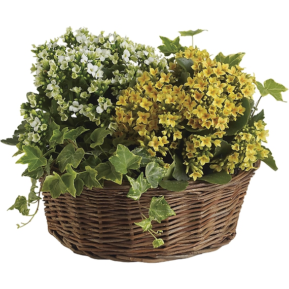 Basket of Joy